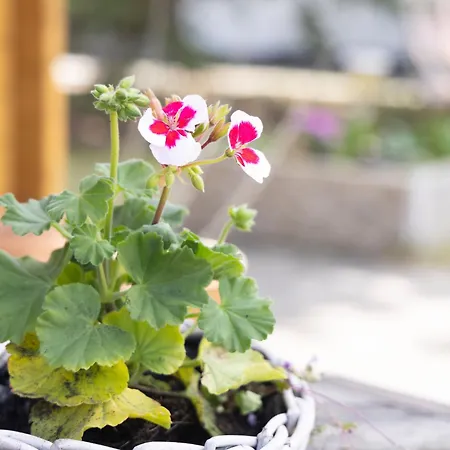 Kargoll-1 By Interhome Appartamento